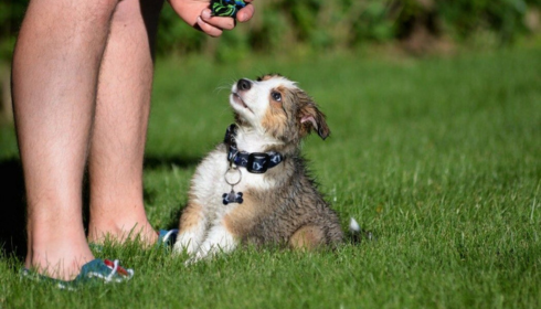 Professional puppy trainers